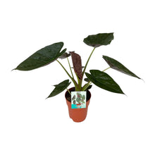 Kamerplant - Alocasia Wentii - Pot Ø 19cm Hoogte ↕ 85cm