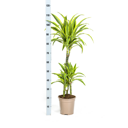 Kamerplant - Dracaena Deremensis Lemon Lime - Pot Ø 21cm Hoogte ↕ 90-110cm