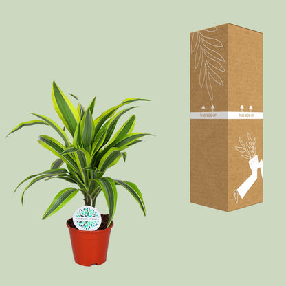 Kamerplant - Dracaena Lemon Lime - Pot Ø 14cm Hoogte ↕ 55cm