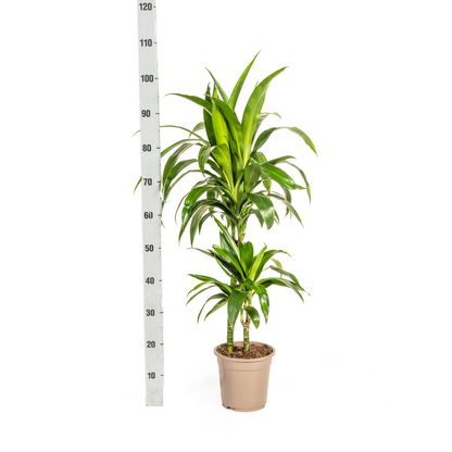 Kamerplant - Dracaena Deremensis Lisa - Pot Ø 19cm Hoogte ↕ 70-90cm