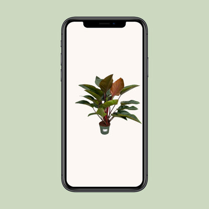 Kamerplant - Philodendron Red Beauty - Pot Ø 27cm Hoogte ↕ 100cm