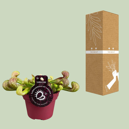 Buitenplant - Sarracenia Psittacina - Pot Ø 12cm Hoogte ↕ 13cm