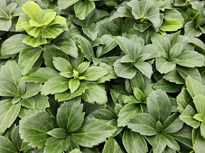 Buitenplant 60x Pachysandra terminalis - Pot Ø 9cm Hoogte ↕ 10-25cm