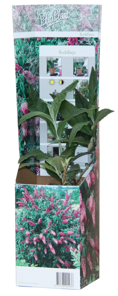 Buitenplant 20x Buddleja Davidii Mix - Bloeiend