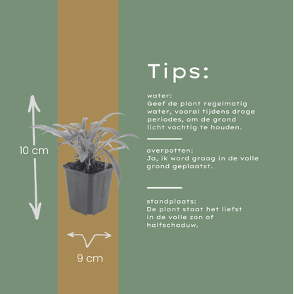 Buitenplant 6x Campanula pers. 'Coerulea' - Bloeiend - Pot Ø 9cm Hoogte ↕ 10-25cm