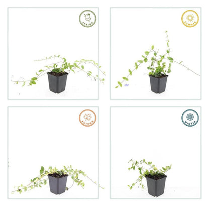 Buitenplant 60x Vinca minor 'Blue and Gold' - Bloeiend - Pot Ø 9cm Hoogte ↕ 10-25cm