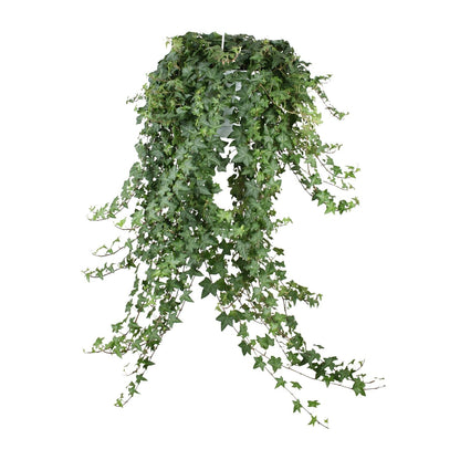 Kamerplant - Hedera Helix Pitsburg - Hangplant XXL - Pot Ø 24cm