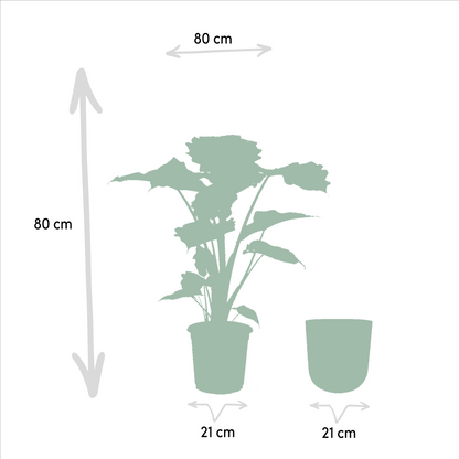 Kamerplant - Alocasia Portodora - Inclusief sierpot - Pot Ø 21cm Hoogte ↕ 80cm