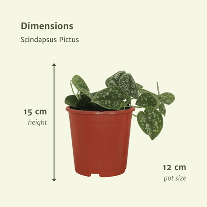 Kamerplant 4x Scindapsus Pictus - Pot Ø 12cm Hoogte ↕ 15cm