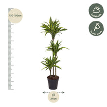 XL kamerplant - Dracaena Lemon Lime - Pot Ø 24cm Hoogte ↕ 130cm