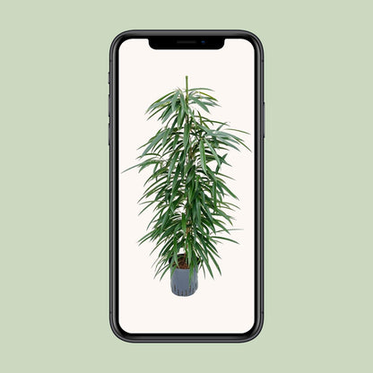 Kamerplant - Ficus Binnendijkii 'Alii' (Hydrocultuur) - Pot Ø 18cm Hoogte ↕ 110cm