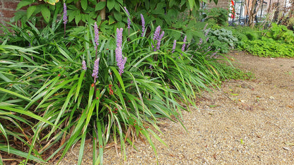 Buitenplant 12x Liriope muscari 'Ingwersen' - Pot Ø 9cm Hoogte ↕ 10-25cm