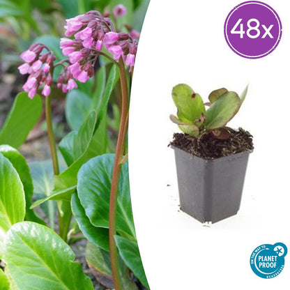 Buitenplant 48x Bergenia cordifolia 'Herbstblüte' - Bloeiend - Pot Ø 9cm Hoogte ↕ 10-25cm