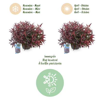Buitenplant 2x Leucothoe Burning Love - Groenblijvend - Pot Ø 17cm Hoogte ↕ 45cm