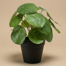 Kunstplant - Pilea Bush in Zwarte Pot Hoogte ↕ 25cm
