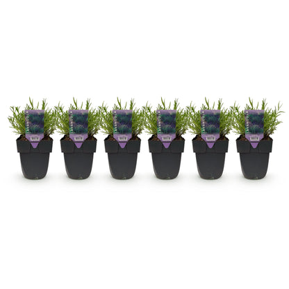 Buitenplant - Lavandula angustifolia Hidcote - Haagplant - Pot Ø 17cm Hoogte ↕ 30cm