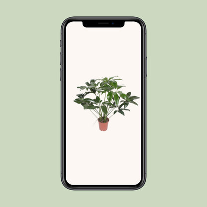 Kamerplant - Philodendron Green Wonder - Pot Ø 27cm Hoogte ↕ 90cm