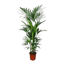 XL kamerplant - Howea - Pot Ø 27cm Hoogte ↕ 180cm