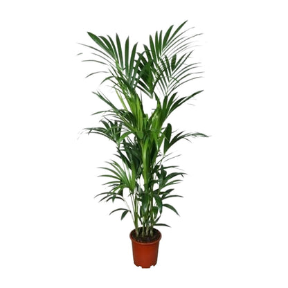 XL kamerplant - Howea - Pot Ø 27cm Hoogte ↕ 180cm