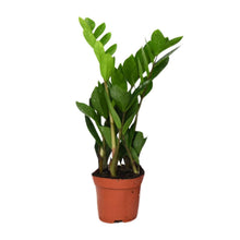 Kamerplant - Zamioculcas Zamiifolia - Pot Ø 12cm Hoogte ↕ 40cm