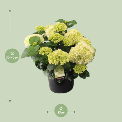 Buitenplant - Hortensia Wit - Bloeiend - Pot Ø 23cm Hoogte ↕ 40cm