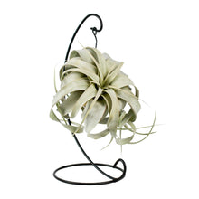 Kamerplant - Tillandsia King Xero - Pot Ø 12cm Hoogte ↕ 23cm
