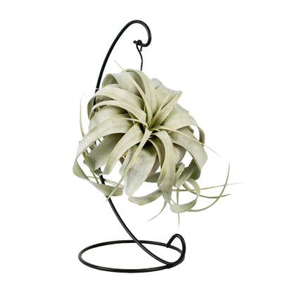 Kamerplant - Tillandsia King Xero - Pot Ø 12cm Hoogte ↕ 23cm