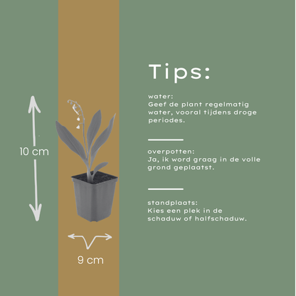 Buitenplant 60x Convallaria majalis - Bloeiend - Pot Ø 9cm Hoogte ↕ 10-25cm