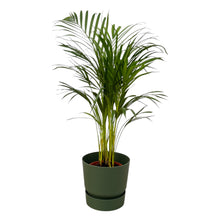 Kamerplant - Areca Palm - Pot Ø 19cm Hoogte ↕ 85cm