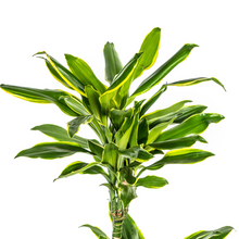 Kamerplant - Dracaena Fragrans Golden Coast - Luchtzuiverend - Pot Ø 21cm Hoogte ↕ 90-110cm