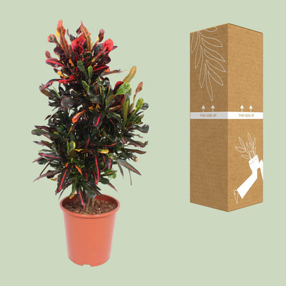 Kamerplant - Codiaeum Variegatum Mammi - Pot Ø 27cm Hoogte ↕ 100cm