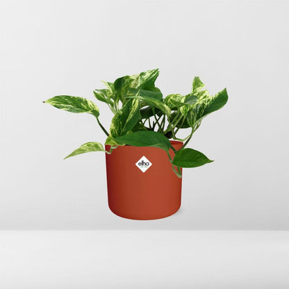 Kamerplant - Scindapsus (Epipremnum) Marble Queen - Pot Ø 14cm