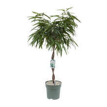 XL kamerplant - Ficus Mahori - Pot Ø 27cm Hoogte ↕ 120cm