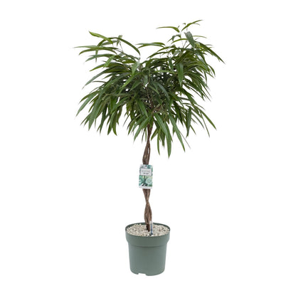 XL kamerplant - Ficus Mahori - Pot Ø 27cm Hoogte ↕ 120cm