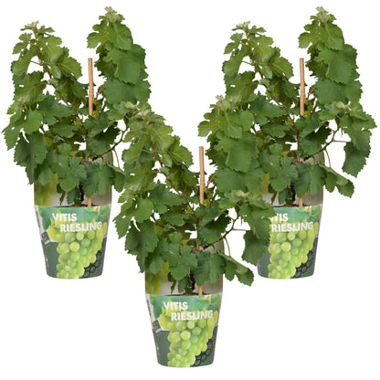 Buitenplant 3x Vitis Pixie 'Riesling' - Pot Ø 14cm Hoogte ↕ 30cm