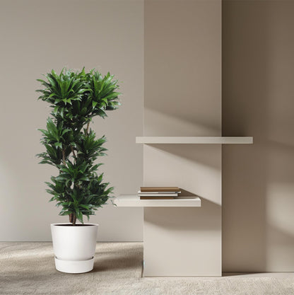 XL Kamerplant - Dracaena Compacta - Luchtzuiverend - Pot Ø 30cm Hoogte ↕ 140cm