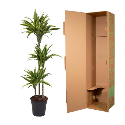 XL kamerplant - Dracaena Lemon Lime - Pot Ø 24cm Hoogte ↕ 130cm