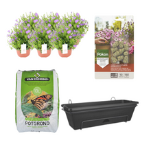 Balkonbak Zwart DIY-set met Campanula