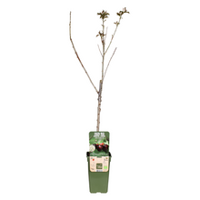 Buitenplant - Prunus Avium 'Regina' - Kers - Pot Ø 19cm Hoogte ↕ 60cm