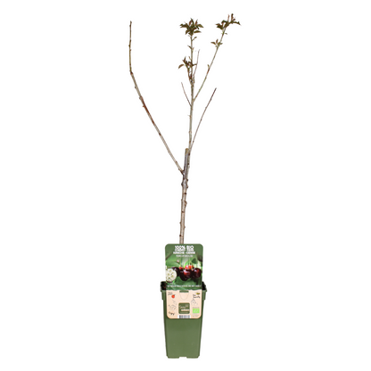 Buitenplant - Prunus Avium 'Regina' - Kers - Pot Ø 19cm Hoogte ↕ 60cm
