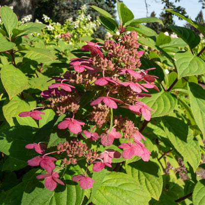 Buitenplant 3x Hydrangea panniculata 'Wims Red' - Bloeiend - Pot Ø 17cm Hoogte ↕ 50cm
