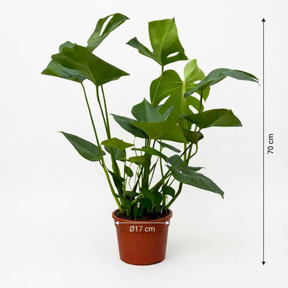 Kamerplant - Monstera - Luchtzuiverend - Hoogte ↕ 70cm