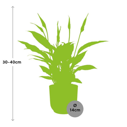 Kamerplant - Spathiphyllum Torelli - Inclusief sierpot - Pot Ø 12cm