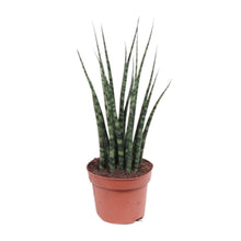 Kamerplant - Sansevieria Fernwood Mikado - Pot Ø 12cm Hoogte ↕ 40cm