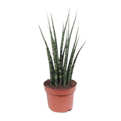 Kamerplant - Sansevieria Fernwood Mikado - Pot Ø 12cm Hoogte ↕ 40cm