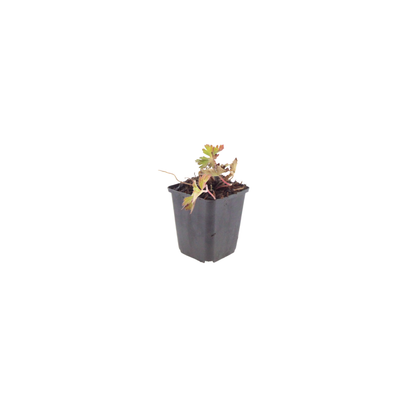 Buitenplant 24x Geranium 'Azure Rush' - Bloeiend - Pot Ø 9cm Hoogte ↕ 10-25cm