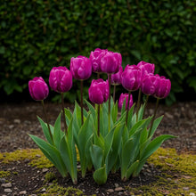 Buitenplant - Tulp Triumph Purple - Bloeiend - 15 bollen Bolmaat 11/12