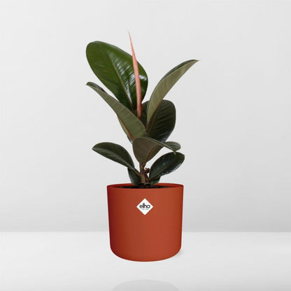 Kamerplant - Ficus Elastica 'Robusta' - Luchtzuiverend - Pot Ø 14cm