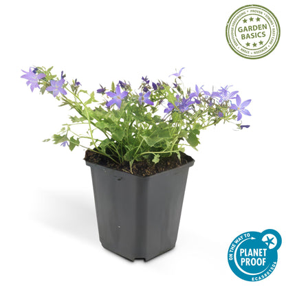 Buitenplant 6x Campanula poscharskyana 'Stella' - Bloeiend - Pot Ø 9cm Hoogte ↕ 10-25cm