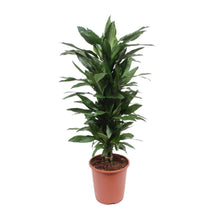 XL kamerplant - Dracaena Janet Lind - Pot Ø 27cm Hoogte ↕ 110cm